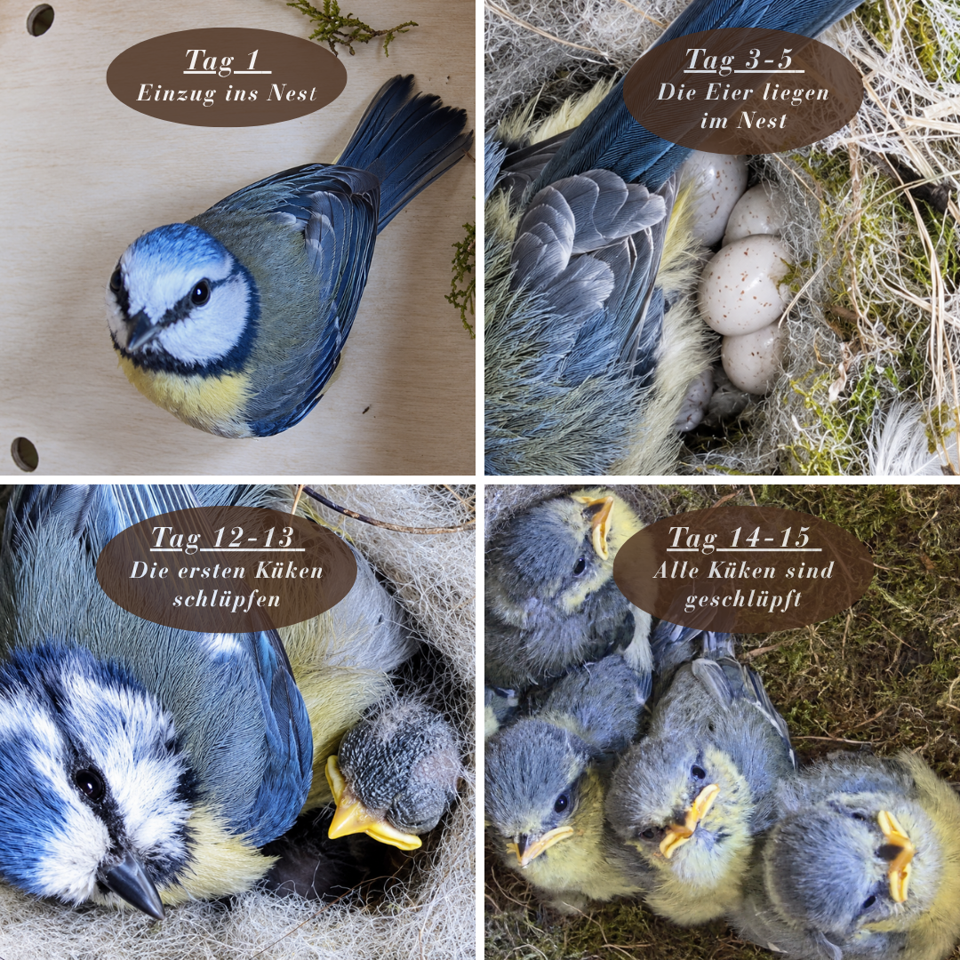 Nichoir pour oiseaux avec caméra