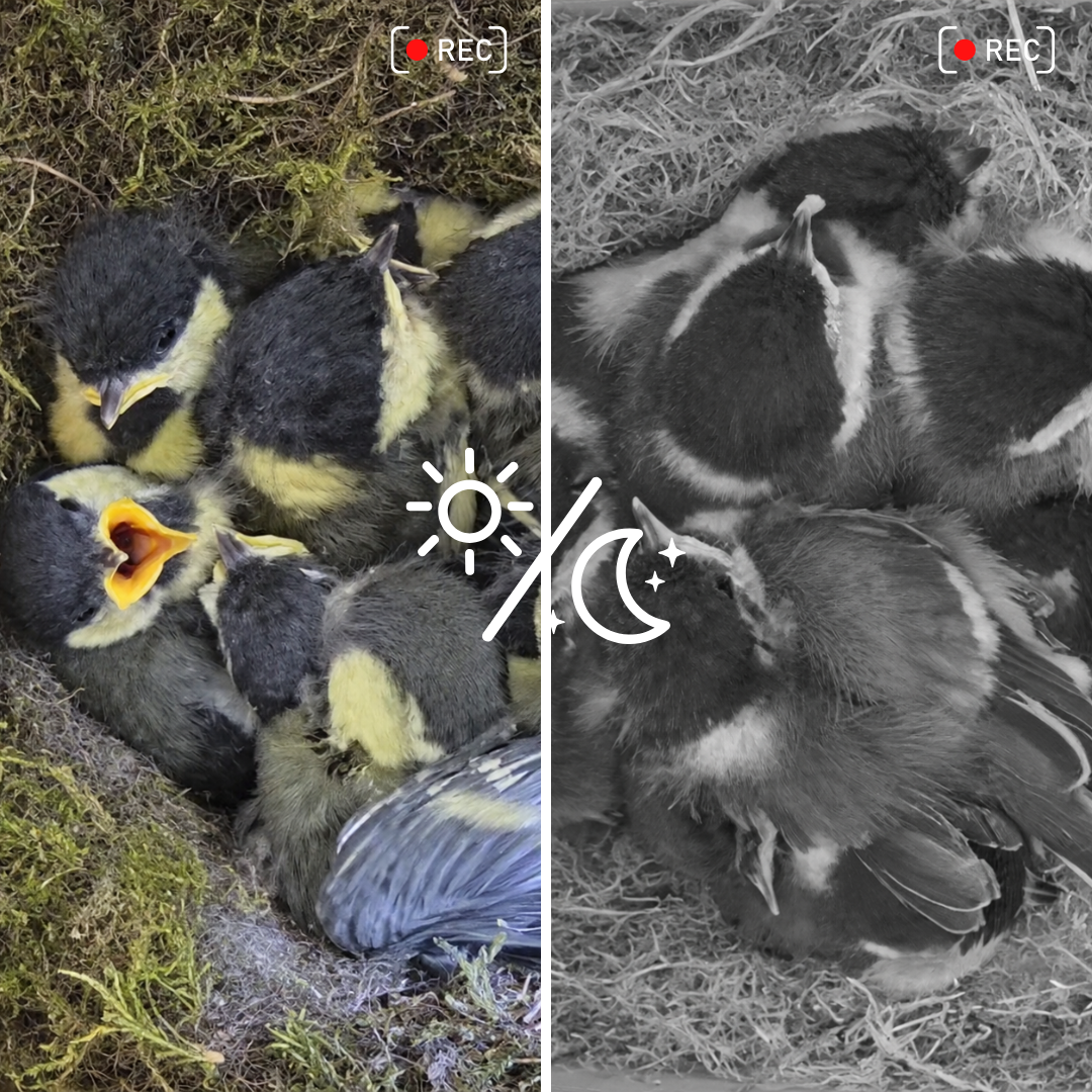 Nichoir pour oiseaux avec caméra