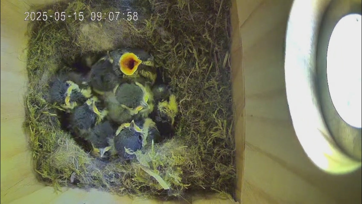 Vogelküken sitzen im Vogel-Nistkasten und warten auf ihre Mutter.